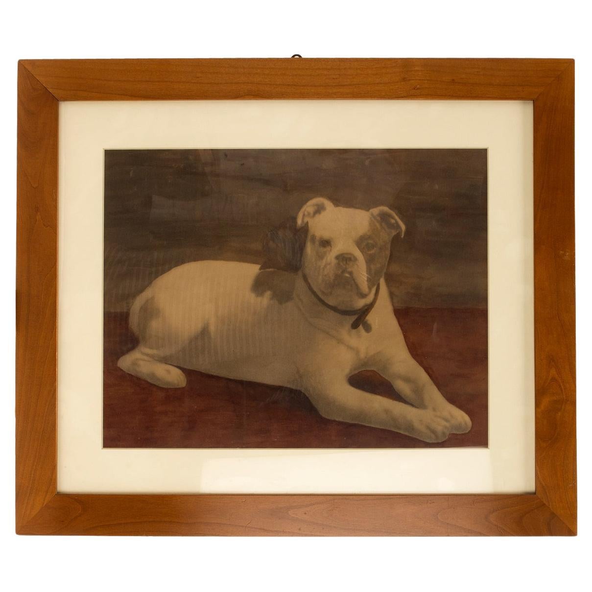 Watercolor print depicting an English Bulldog, England 1910.