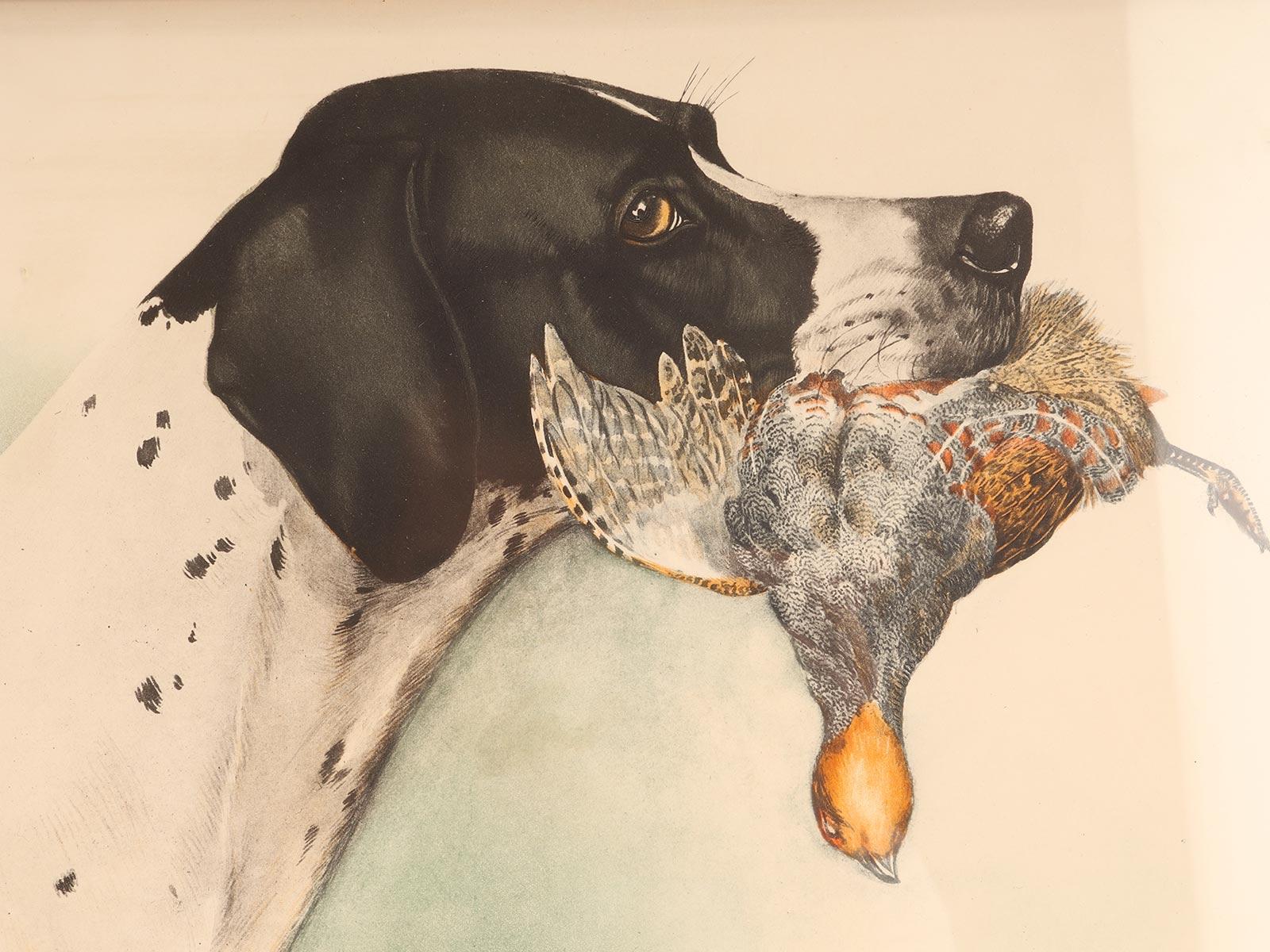 perro pointer precio