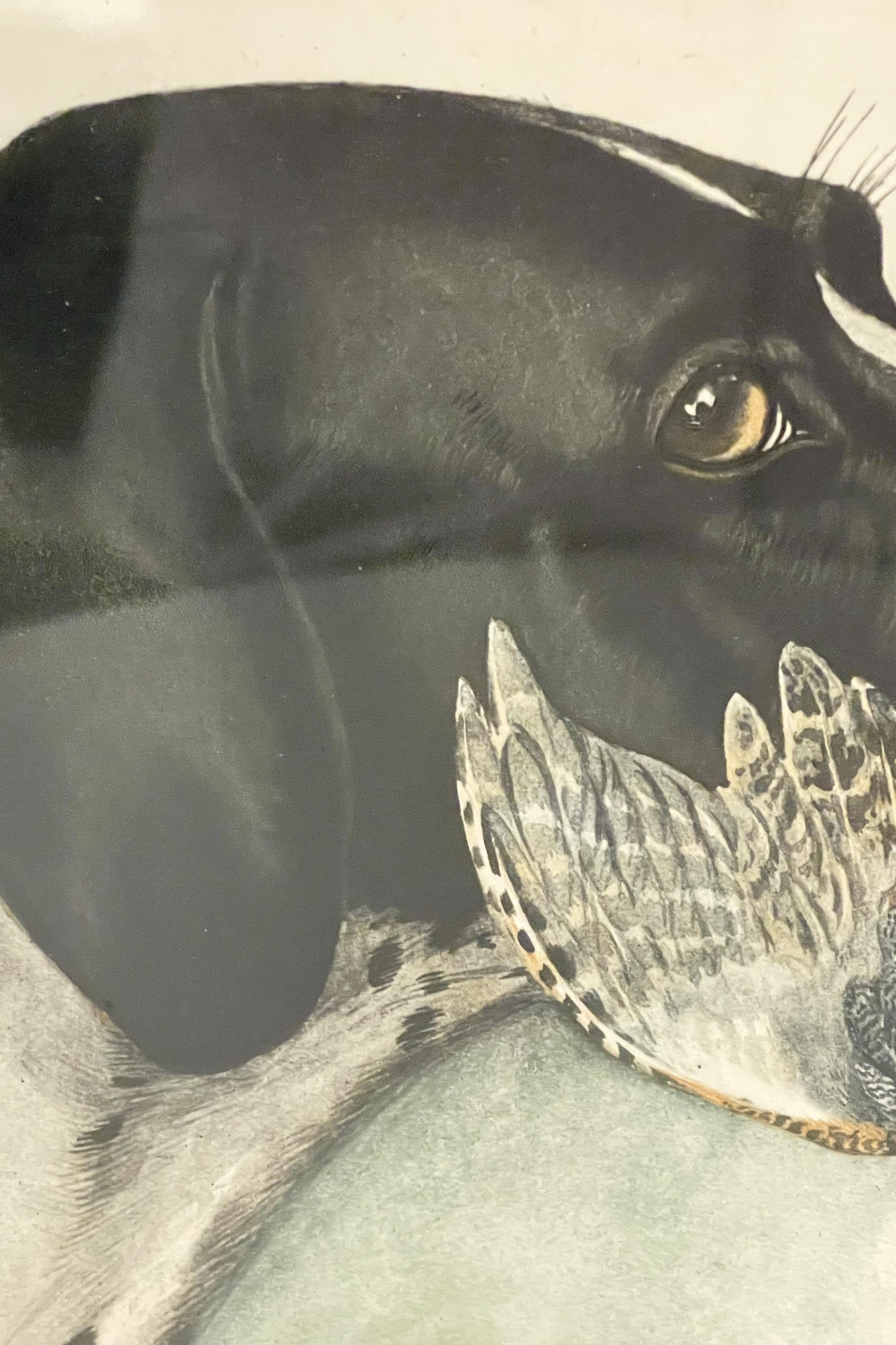 Grabado que representa la cabeza de un perro Pointer con un faisán, EE.UU. hacia 1920. en venta 1