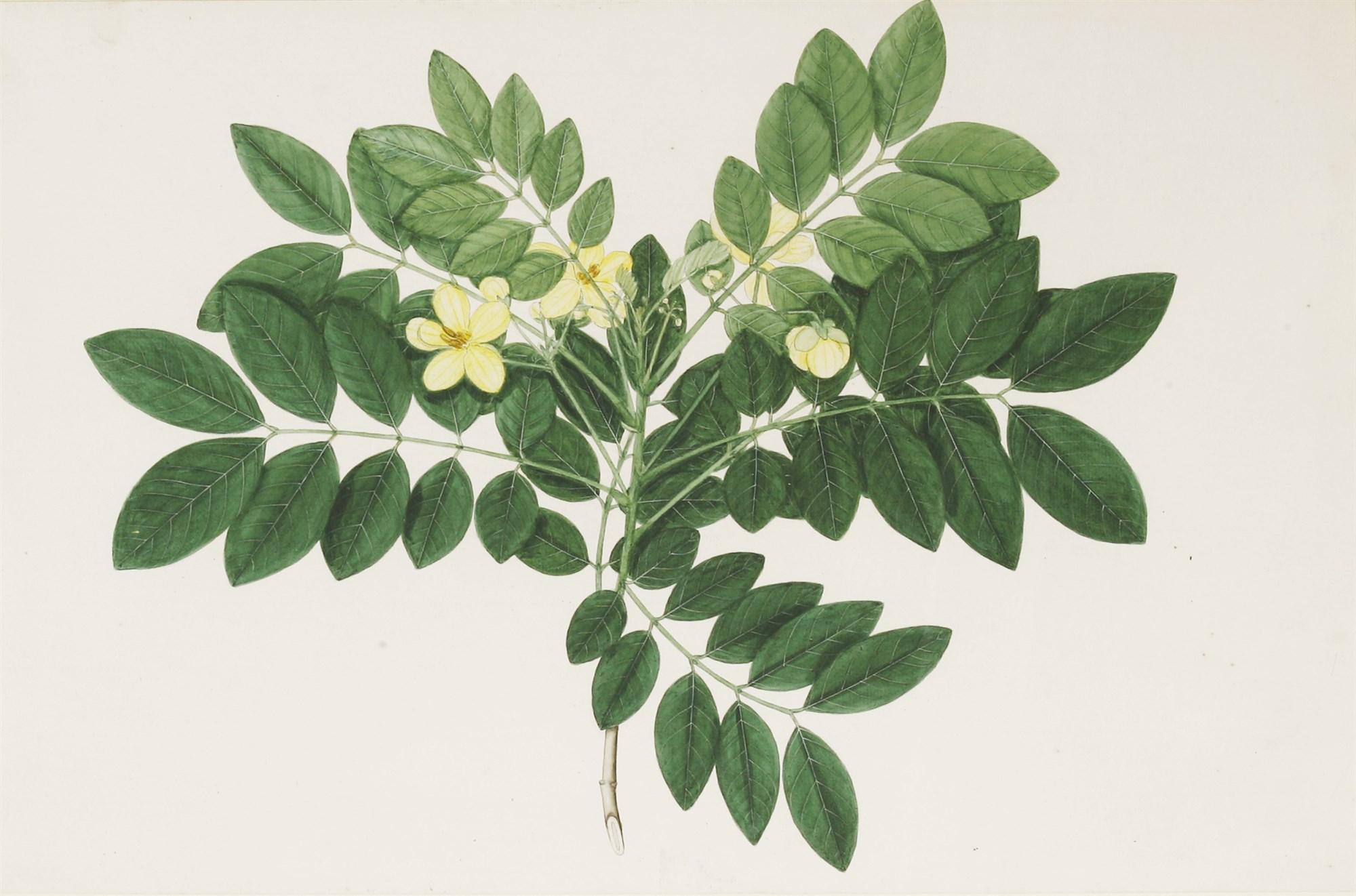 Aquarelle d'un chérubin indien avec une fleur jaune de Janet Dick, 19e siècle en vente 1