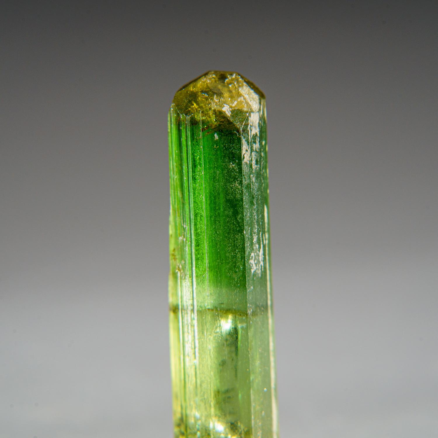 Watermelon Tourmaline from Paprok, Nuristan, Afghanistan In New Condition For Sale In New York, NY