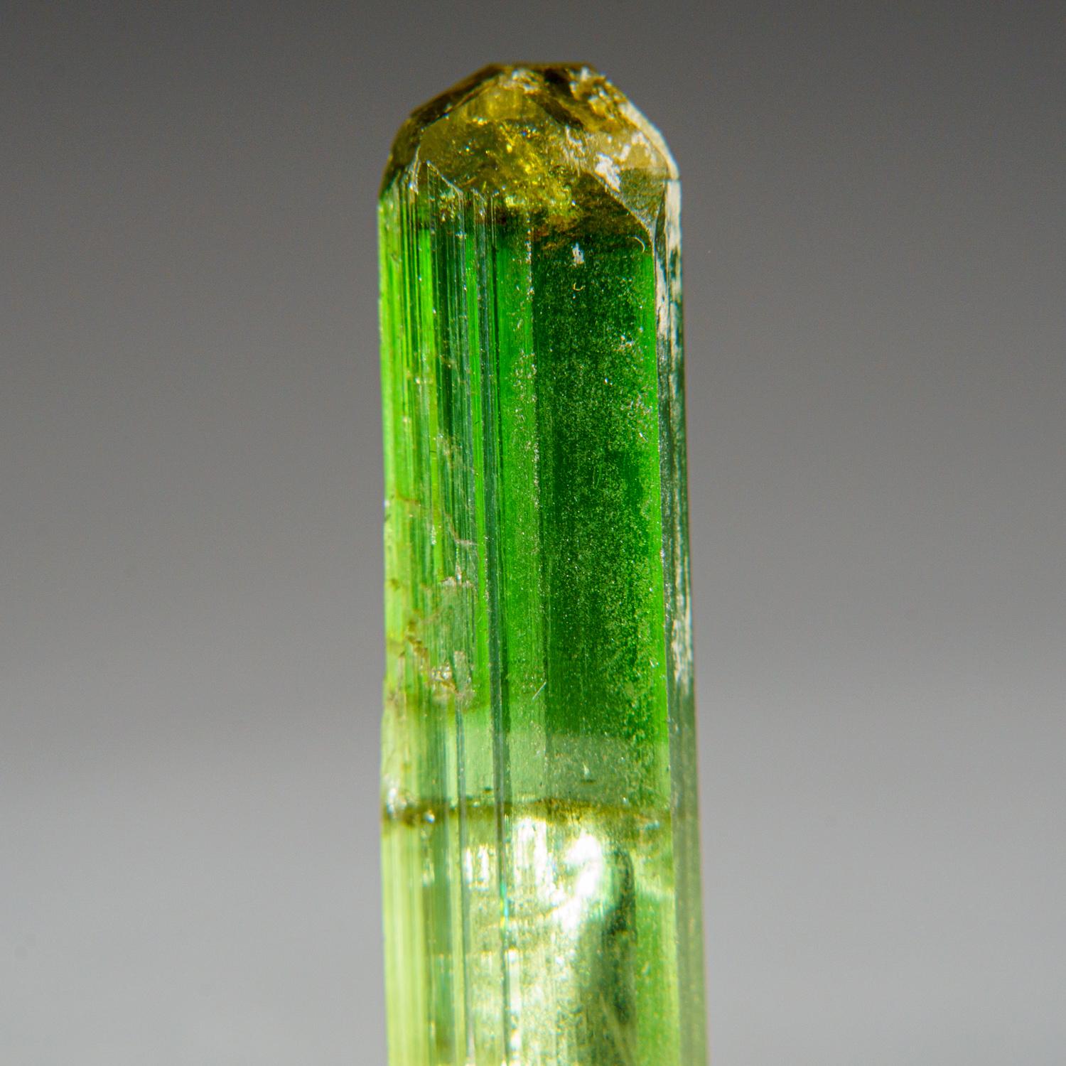 Contemporary Watermelon Tourmaline from Paprok, Nuristan, Afghanistan For Sale