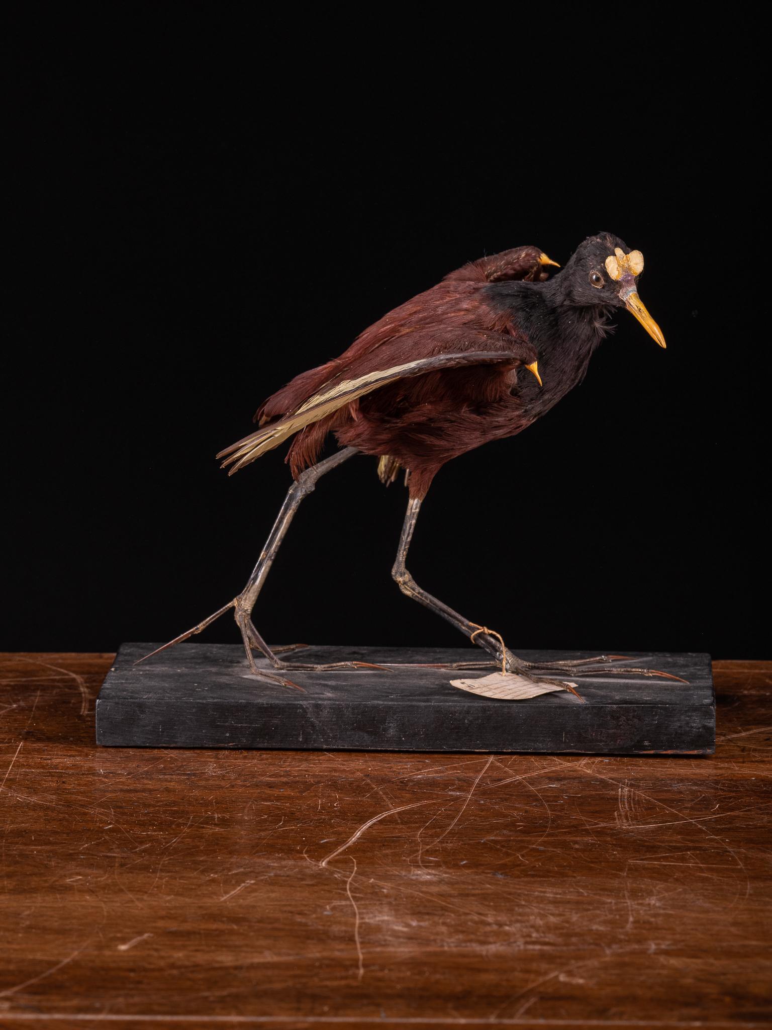 Fait main Taxidermie Jacana Wattled 'Jacana Jacana', Cites NL en vente