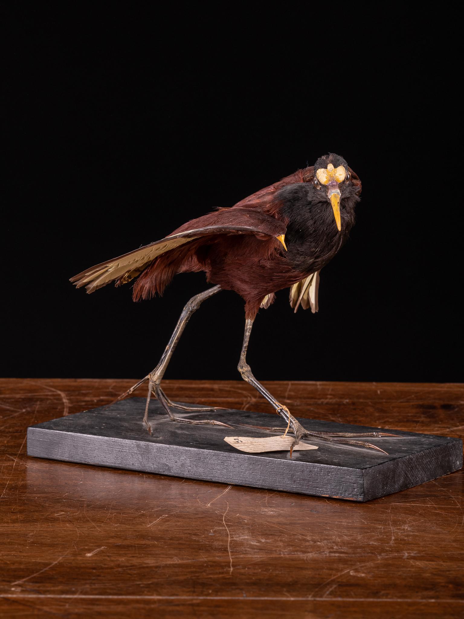 Wattled Jacana 'Jacana Jacana' Taxidermy, Cites NL In Good Condition For Sale In Leuven , BE
