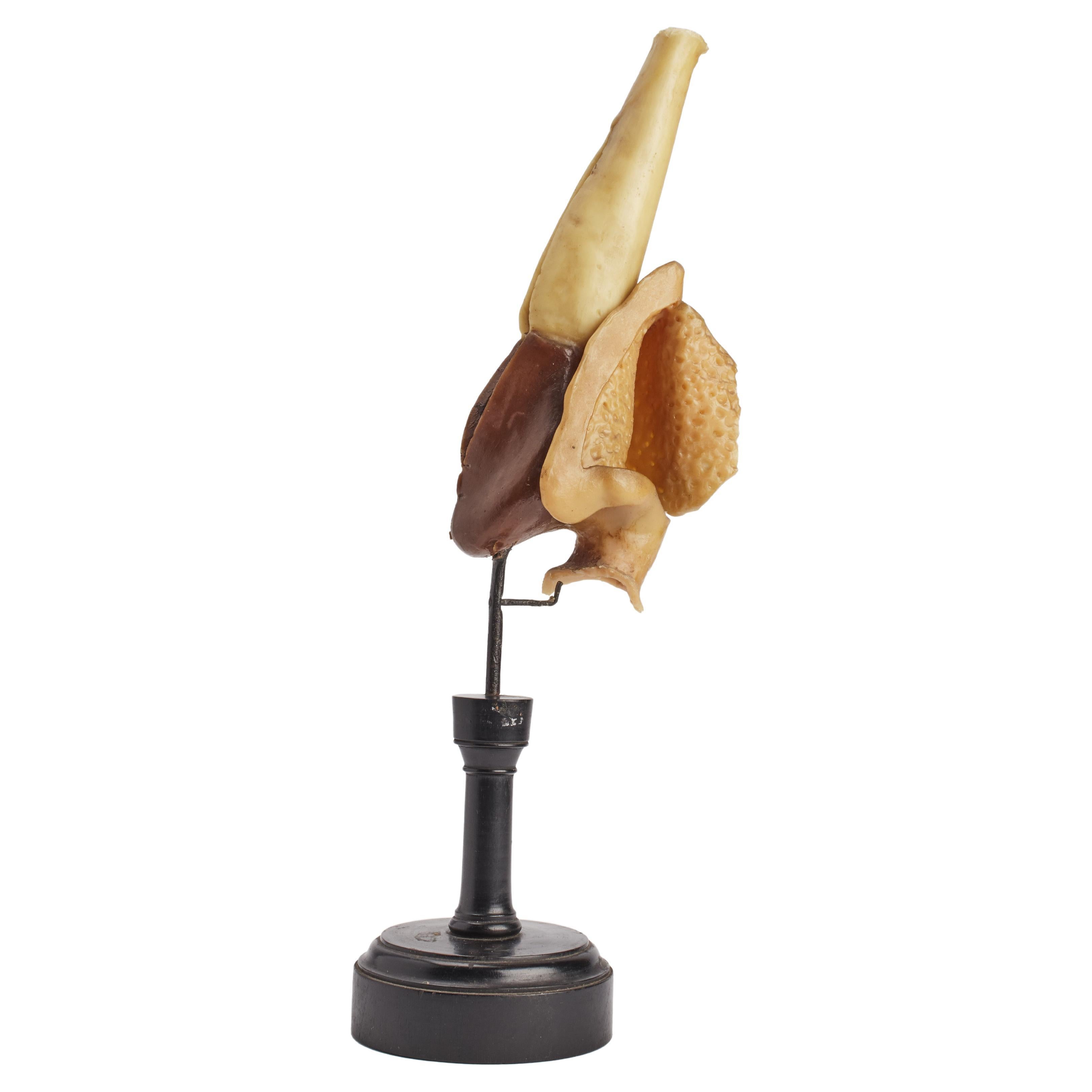 Five Anatomical Wax Models by Hermann Eppler For Sale at 1stDibs