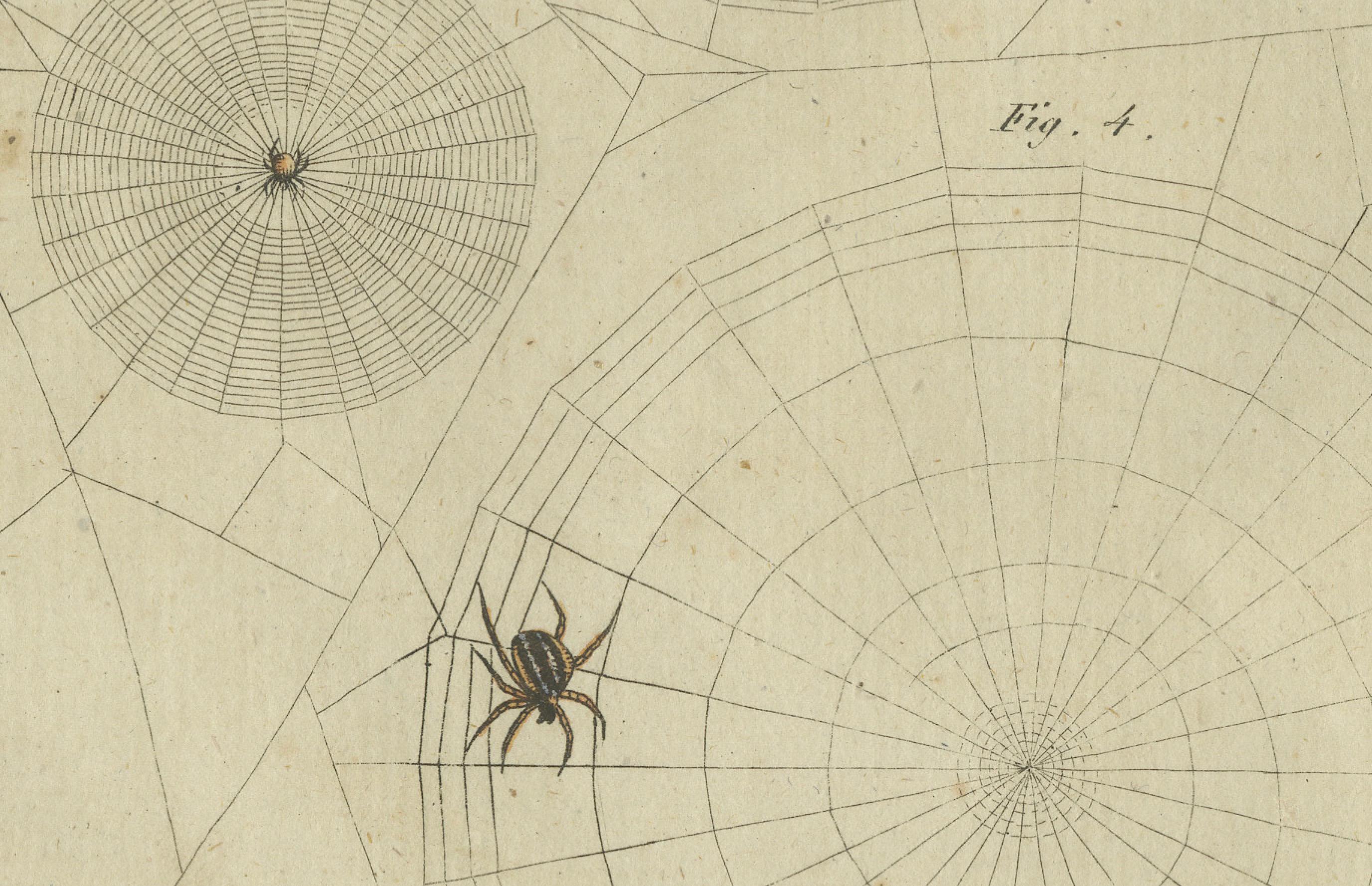 Gravé Web Designs of the European Garden Spider (Araneus diadematus), gravé en 1805 en vente