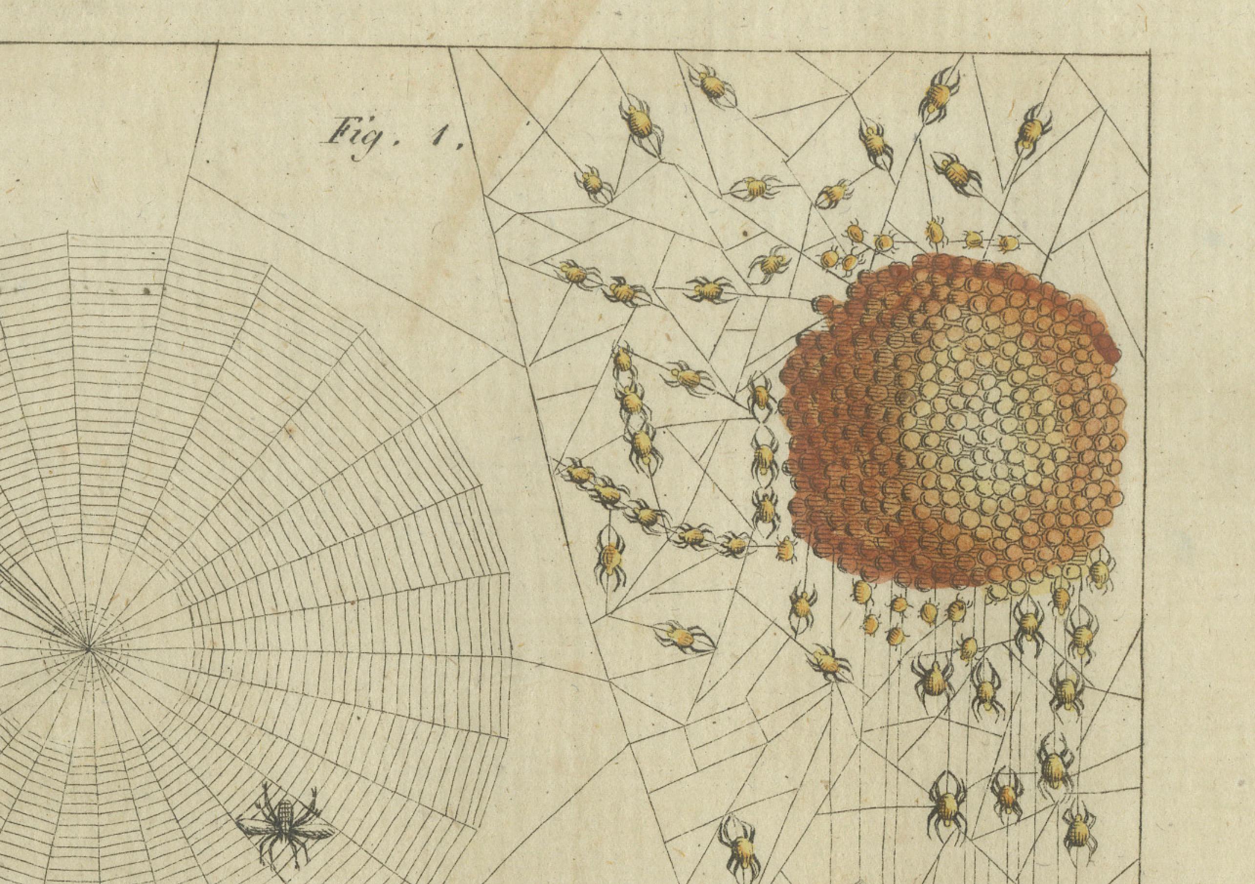 Web Designs of the European Garden Spider (Araneus diadematus), gravé en 1805 Bon état - En vente à Langweer, NL
