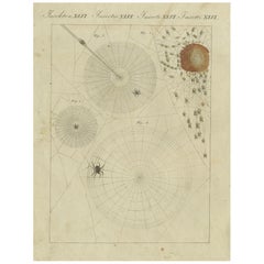 Web Designs of the European Garden Spider (Araneus diadematus), gravé en 1805