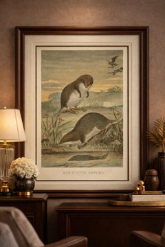 Web-Footed Shrews, Rare Antique Mammal Print, Victorian Zoology 1894