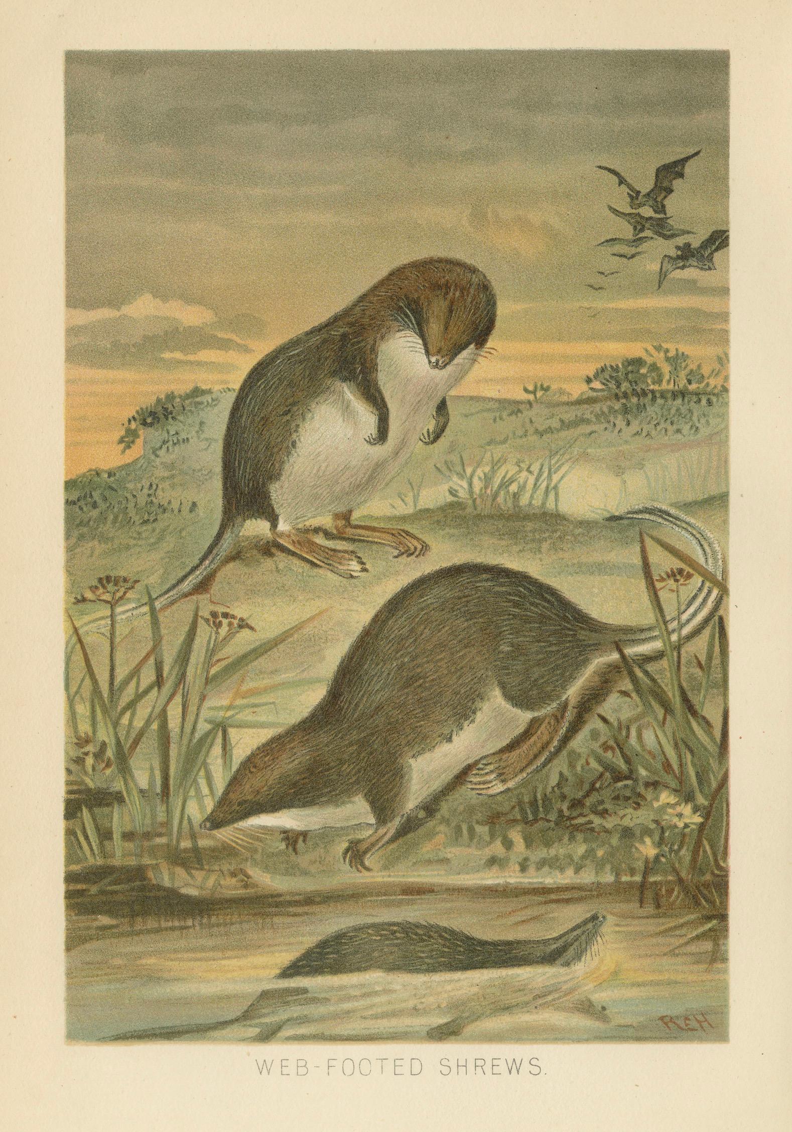 Web-Footed Shrews, Rare Antique Mammal Print, Victorian Zoology 1894