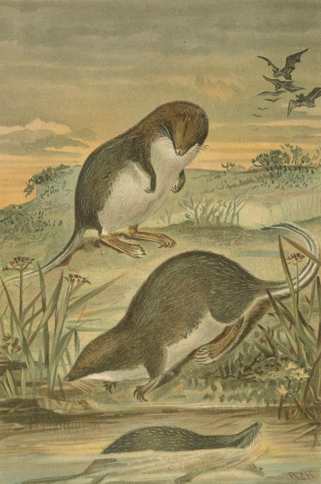 Web-Footed Shrews, Rare Antique Mammal Print, Victorian Zoology 1894