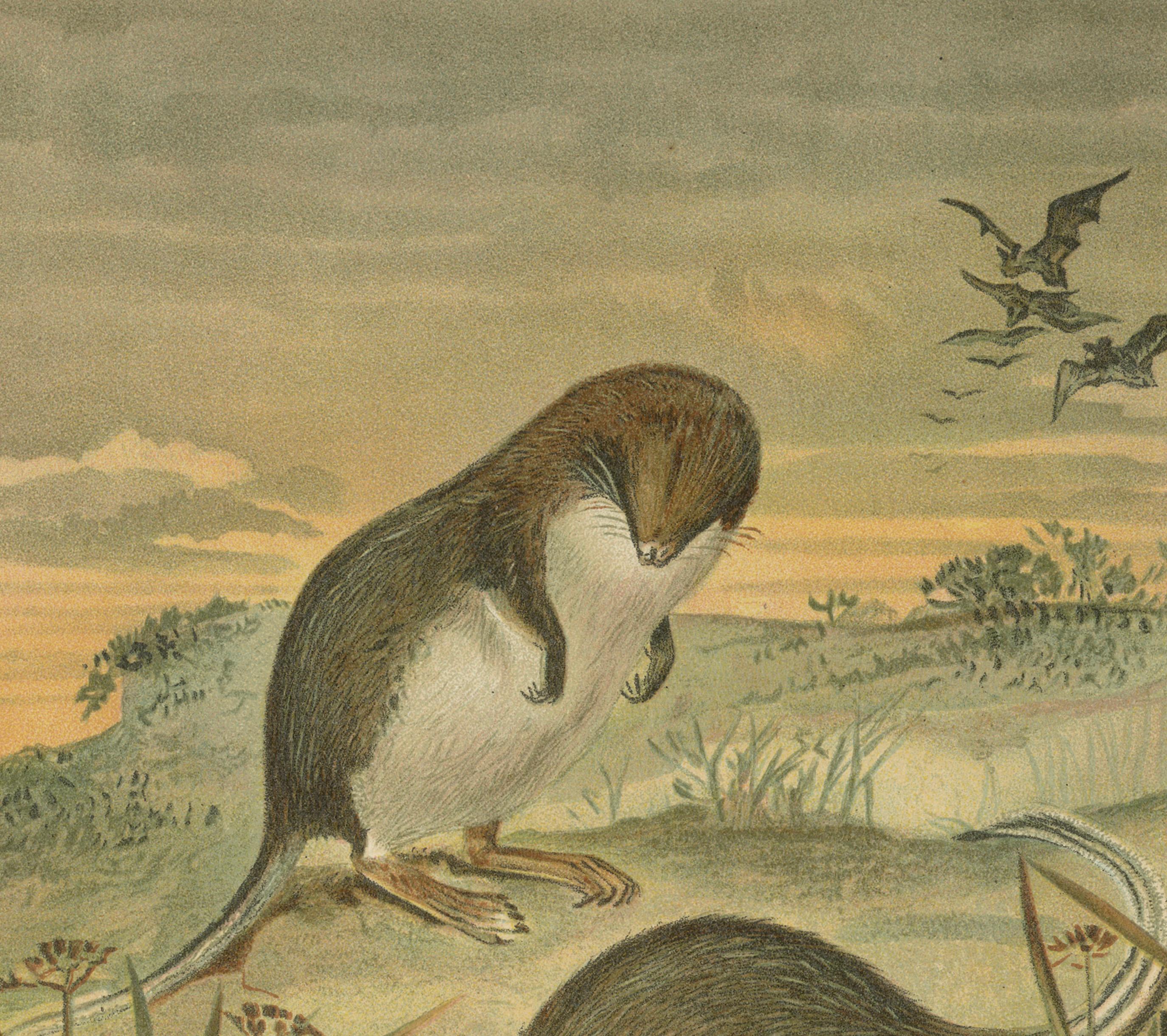 Web-Footed Shrews, Rare Antique Mammal Print, Victorian Zoology 1894