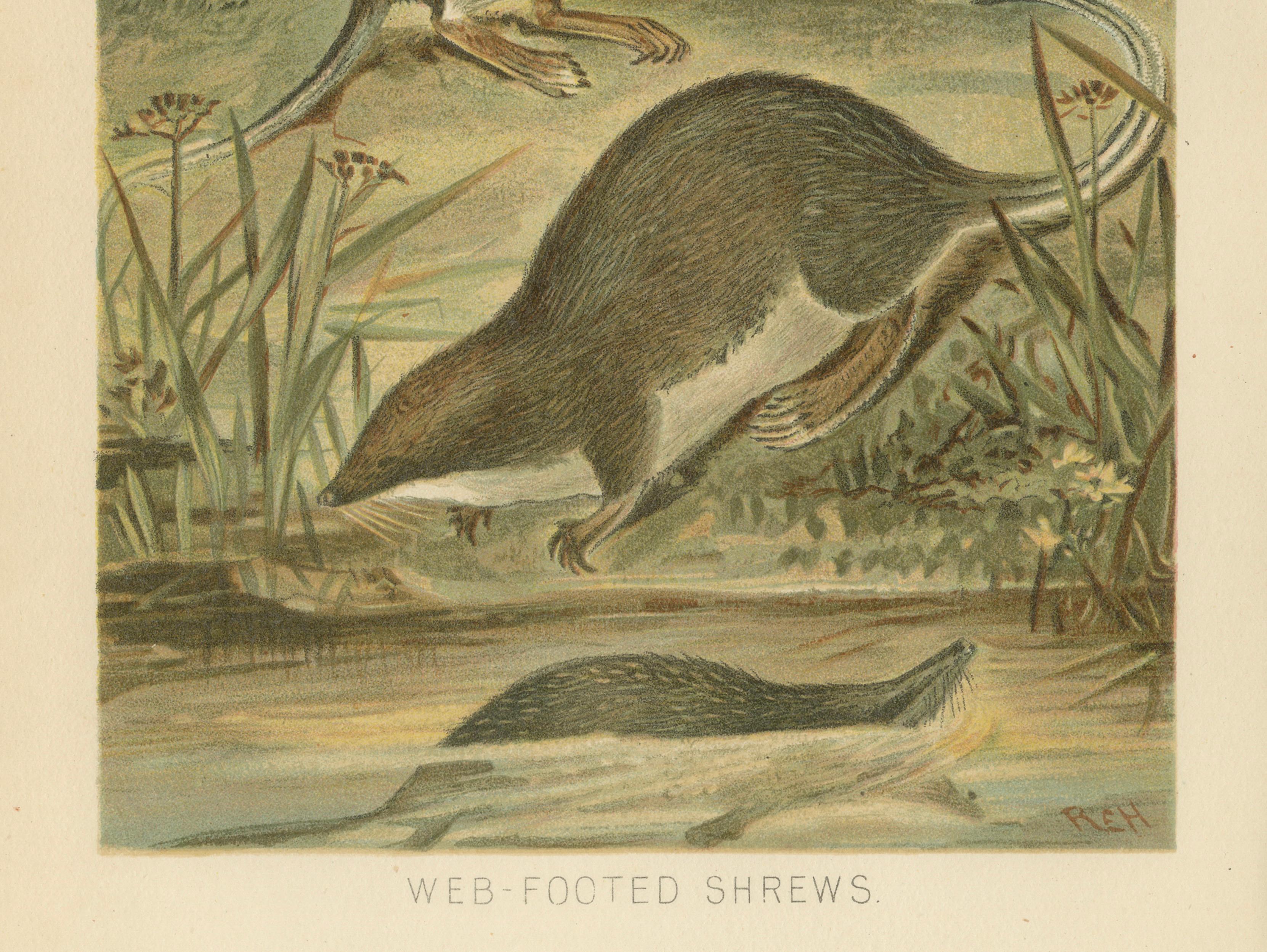 Web-Footed Shrews, Rare Antique Mammal Print, Victorian Zoology 1894