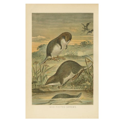 Web-Footed Shrews, Rare Antique Mammal Print, Victorian Zoology 1894