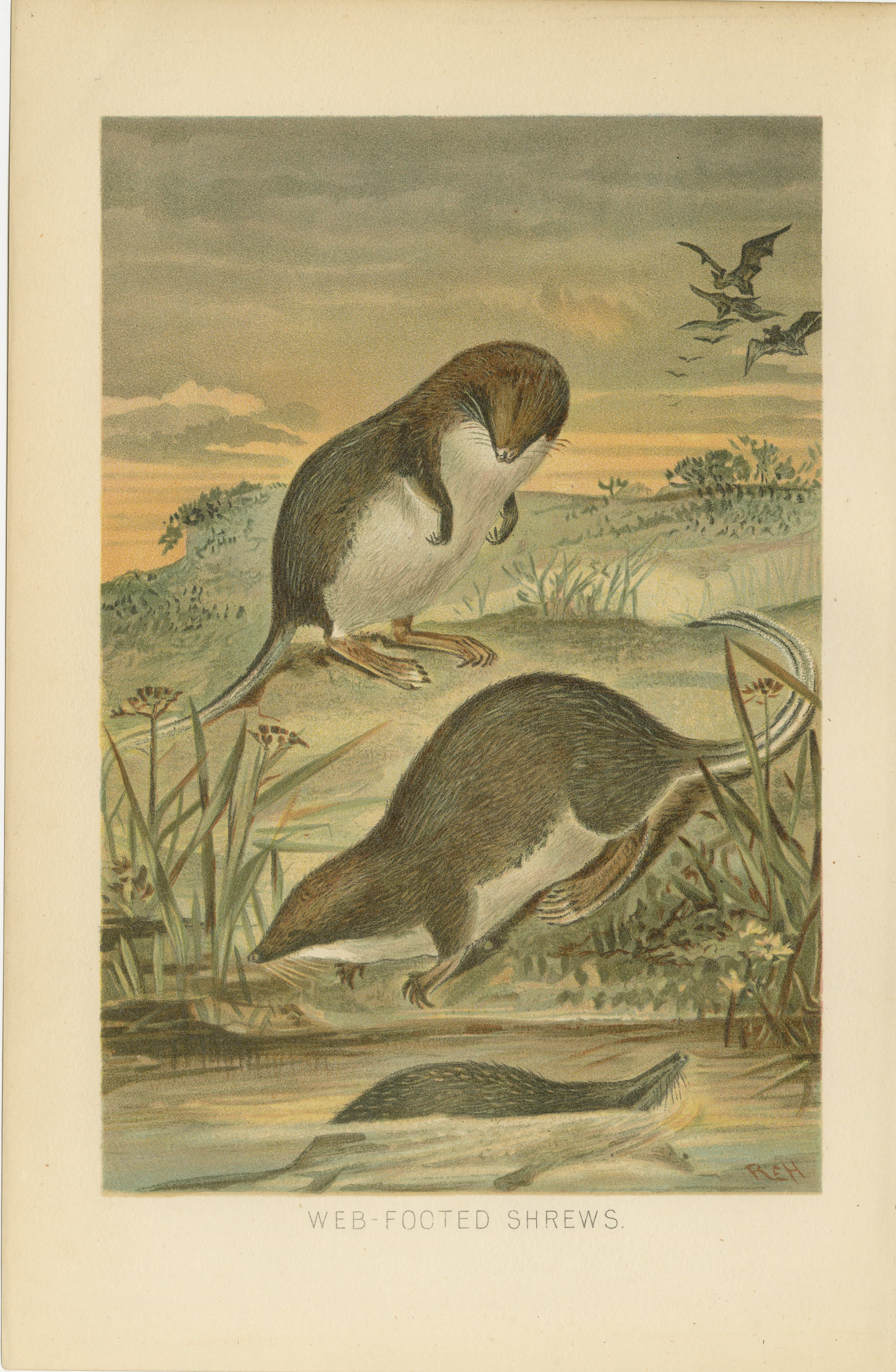 Web-Footed Shrews, Rare Antique Mammal Print, Victorian Zoology 1894 For Sale