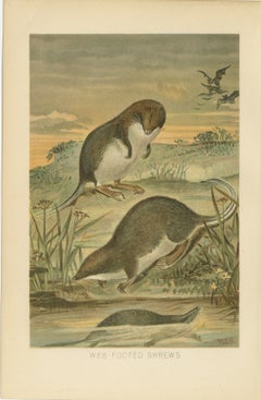 Web-Footed Shrews, Rare Antique Mammal Print, Victorian Zoology 1894