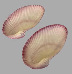 Wedgwood Pearlware in the Form of Giant Clam Shells