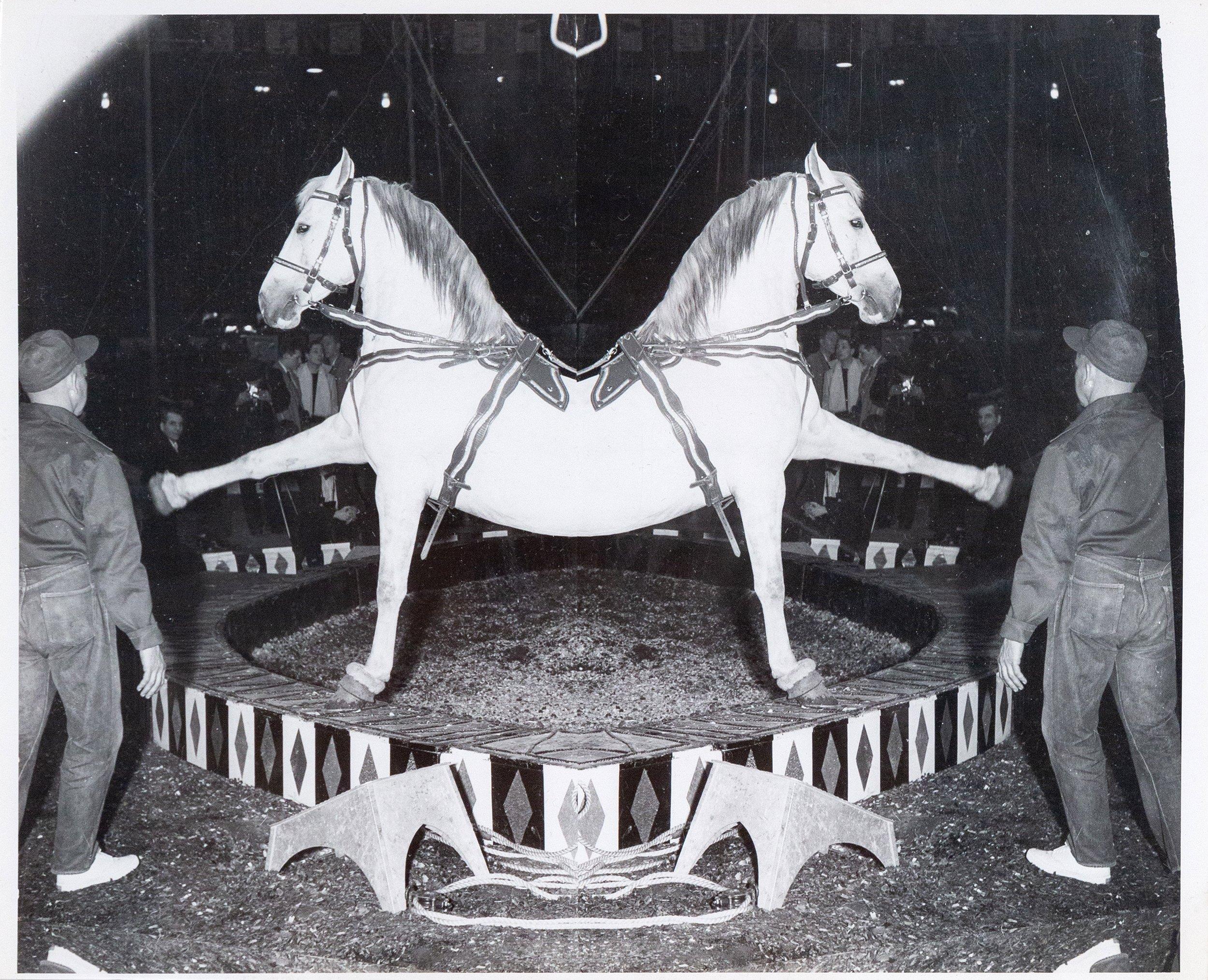 Circus Horse and Man 5