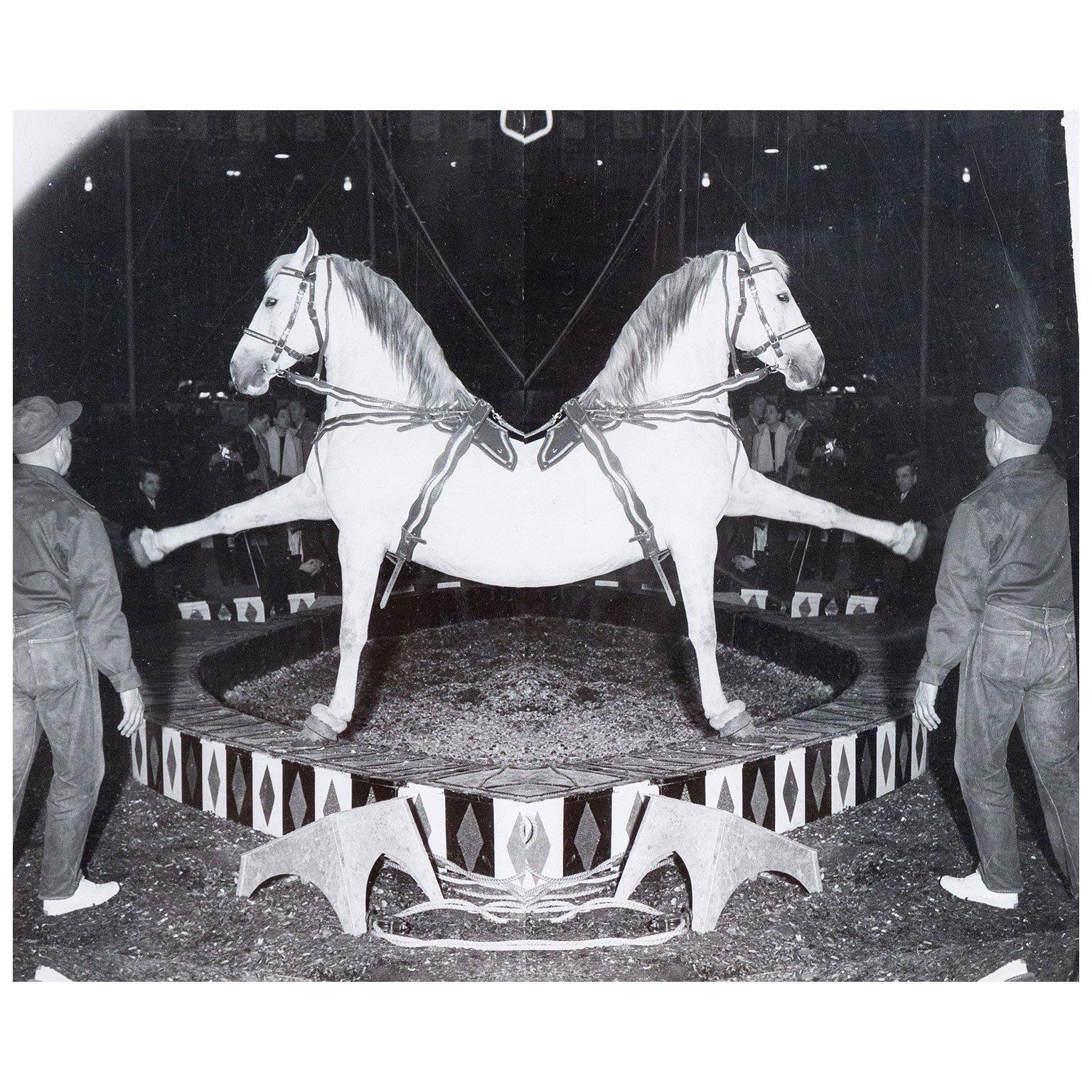 Circus Horse and Man - Photograph by Weegee
