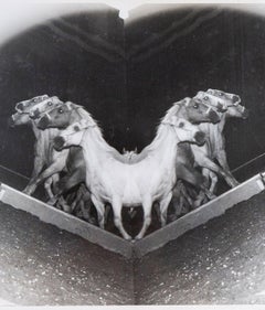 Circus Horses