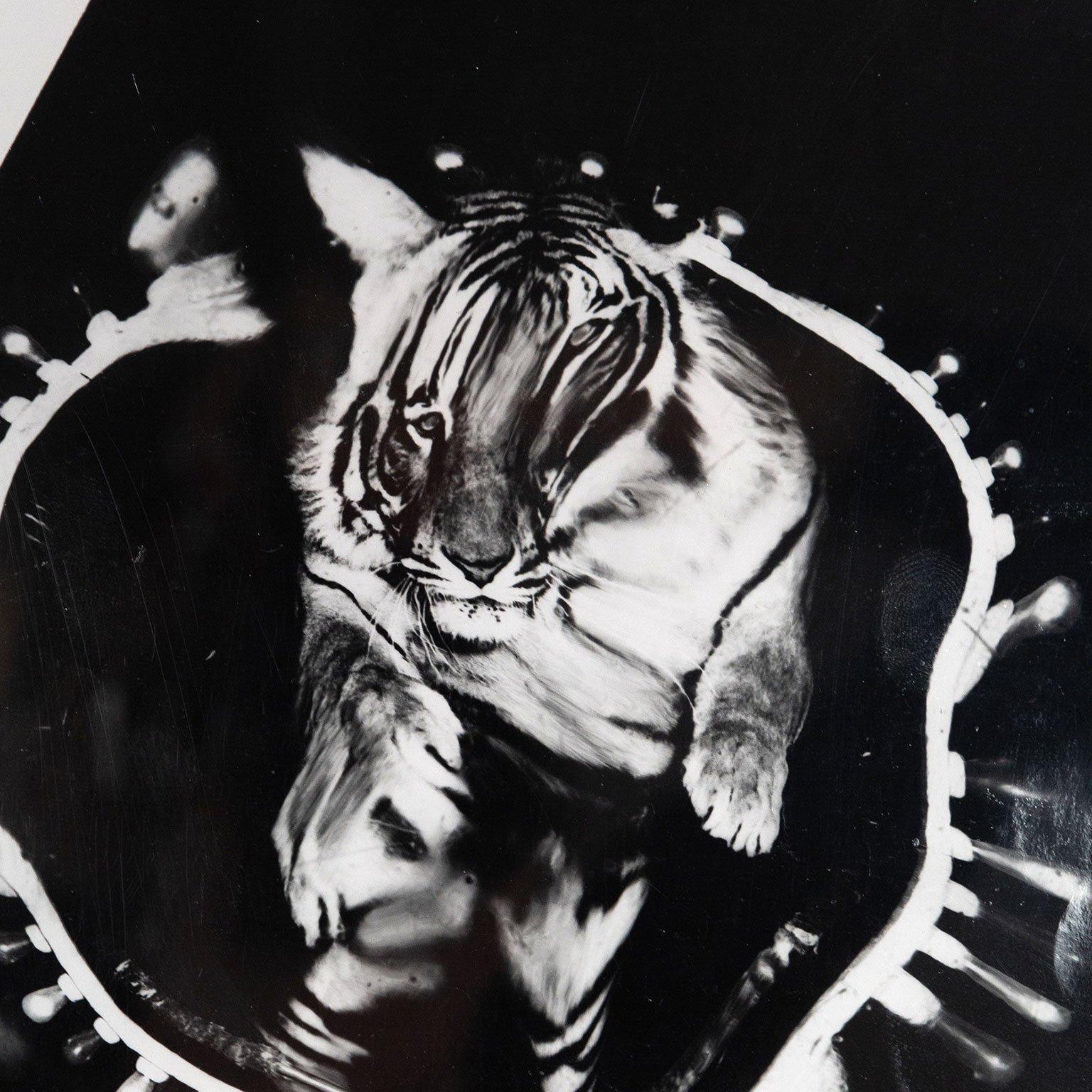 Jumping Tiger (Triptych) 5