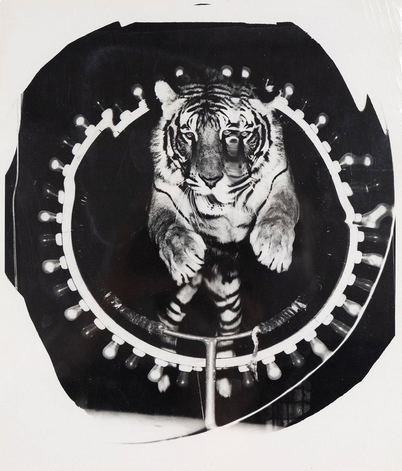 Jumping Tiger (Triptych) 7