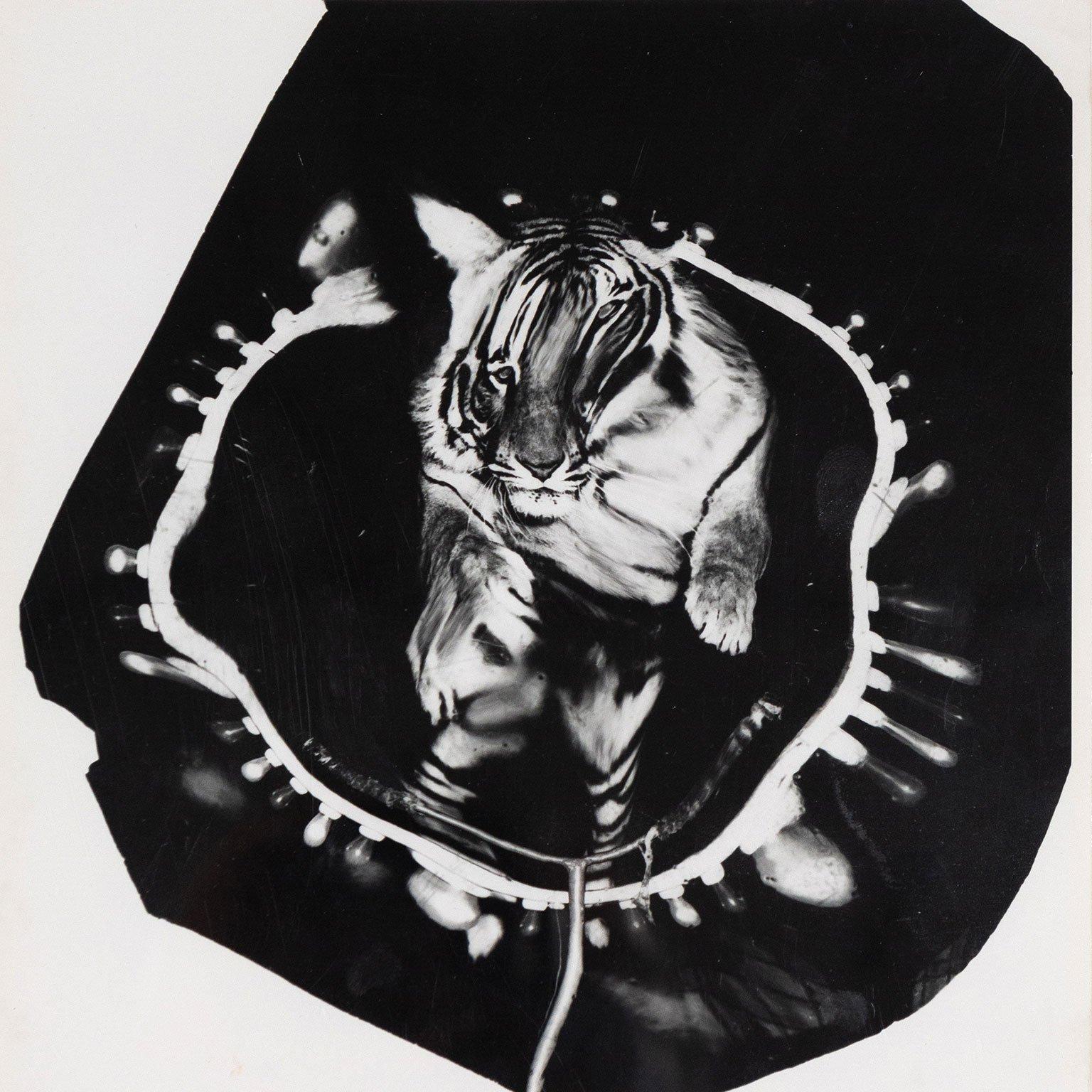 Jumping Tiger (Triptych) 8