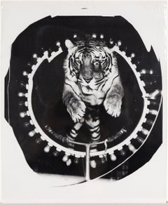 Jumping Tiger (Triptych)