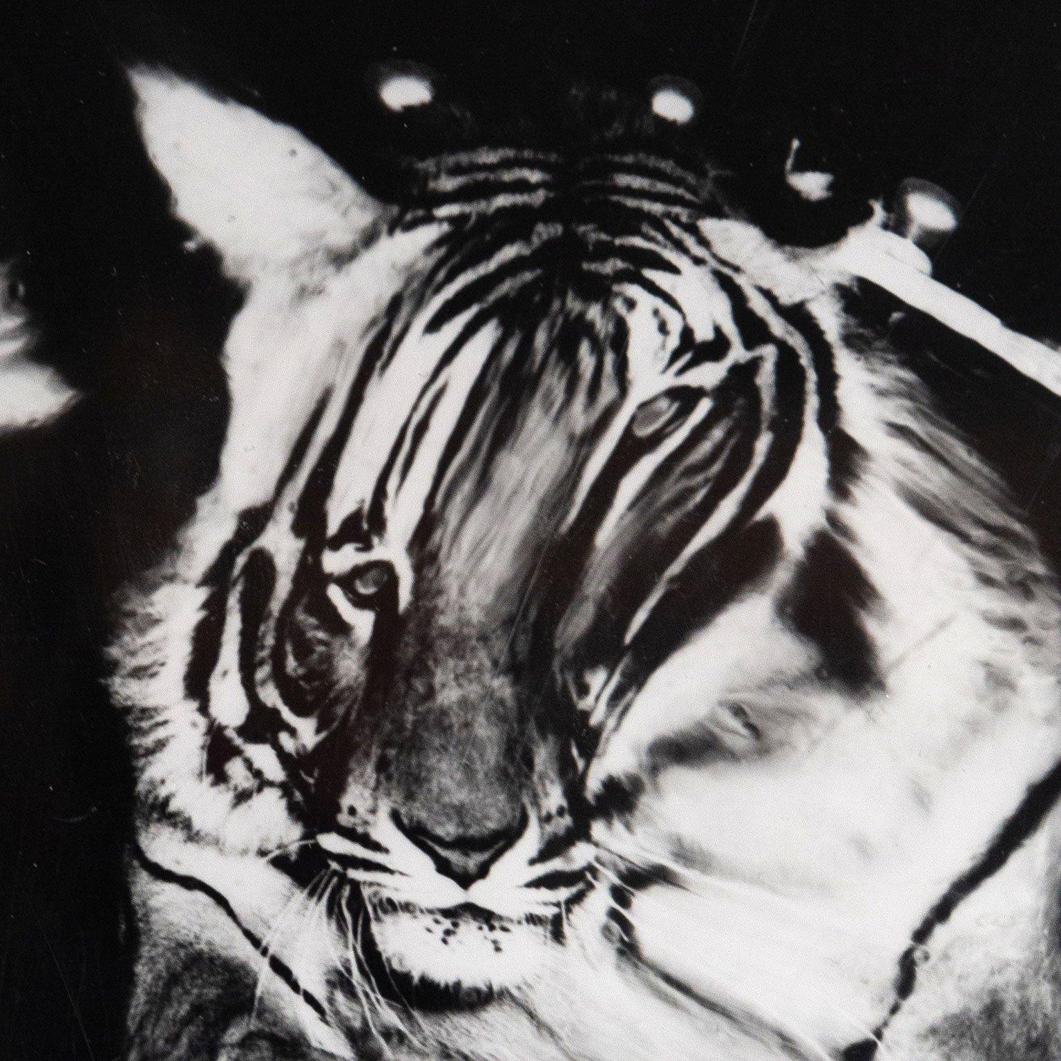 Jumping Tiger (Triptych) 2