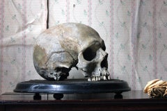 Well Patinated 19th Century Male Human Skull on Stand