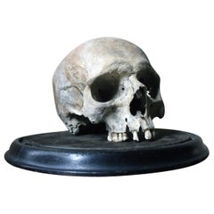 Well Patinated 19th Century Male Human Skull on Stand