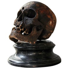 Antique Well Patinated Early Human Skull