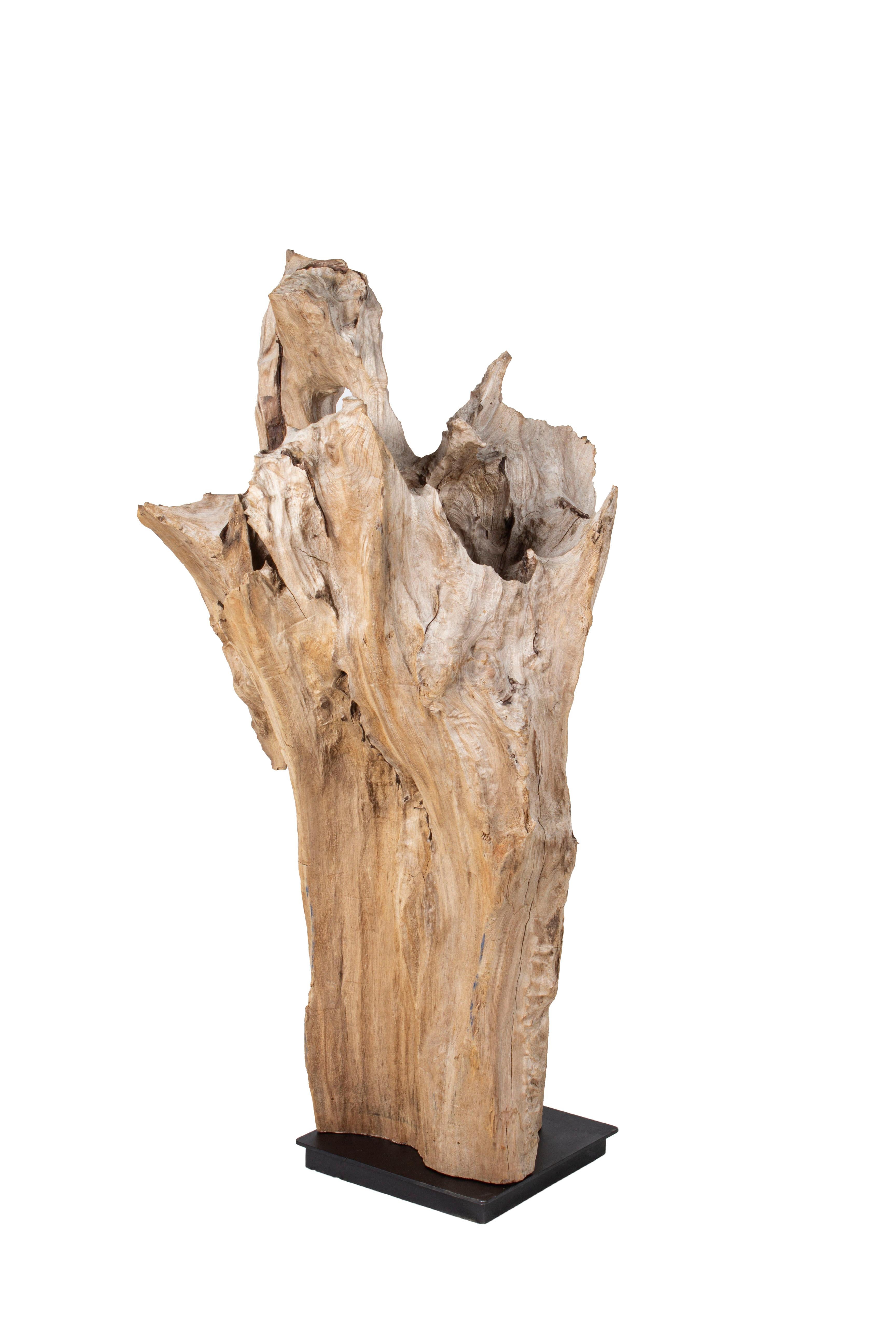 Sinker cypress wood organic sculpture in weathered gray patina on ebonized metal steel mount. 
Found in the coastal lowland areas of South Carolina. These cypress “sinker logs” reflect over 100 years of submerged artful deterioration. 

I paired