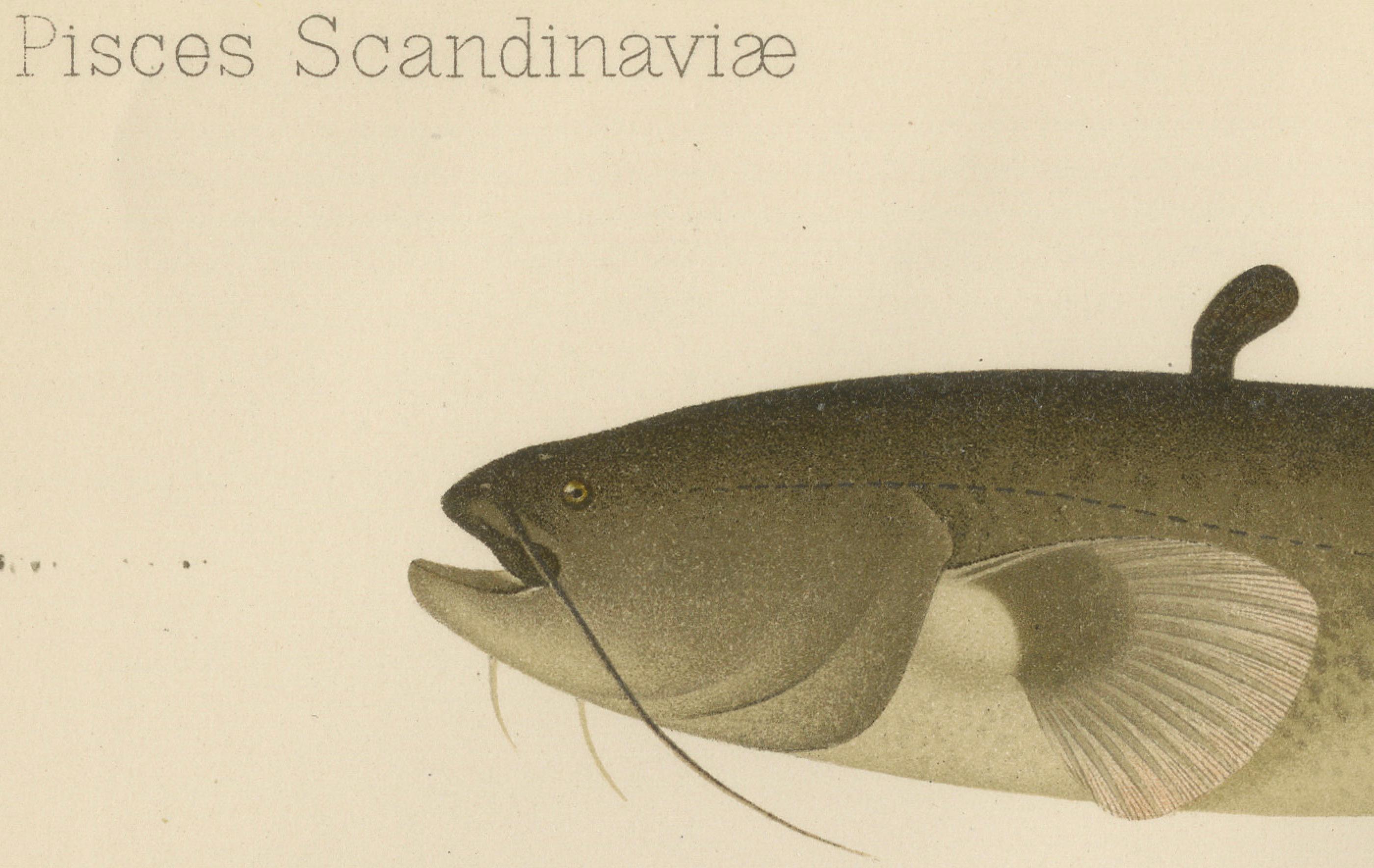 Wels Catfish and Crucian Carp - Iconic Scandinavian Freshwater Fish Lithograph  

This stunning 19th-century lithograph from *Skandinaviens Fiskar* showcases two remarkable freshwater fish species native to Scandinavian waters: the Wels Catfish