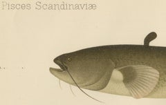 Wels Catfish and Crucian Carp - Iconic Scandinavian Freshwater Fish Lithograph