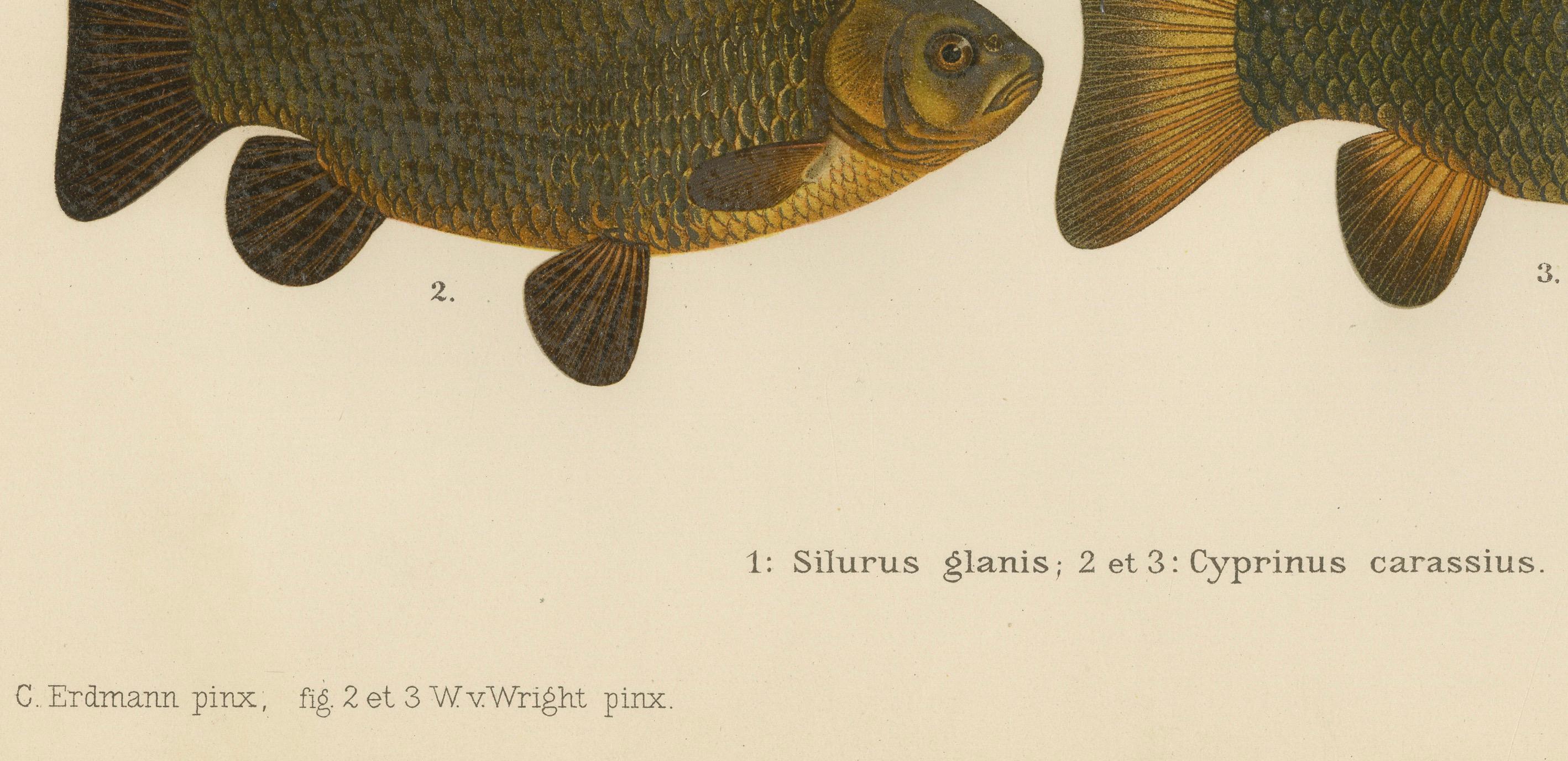 Wels Catfish and Crucian Carp - Iconic Scandinavian Freshwater Fish Lithograph In Good Condition For Sale In Langweer, NL