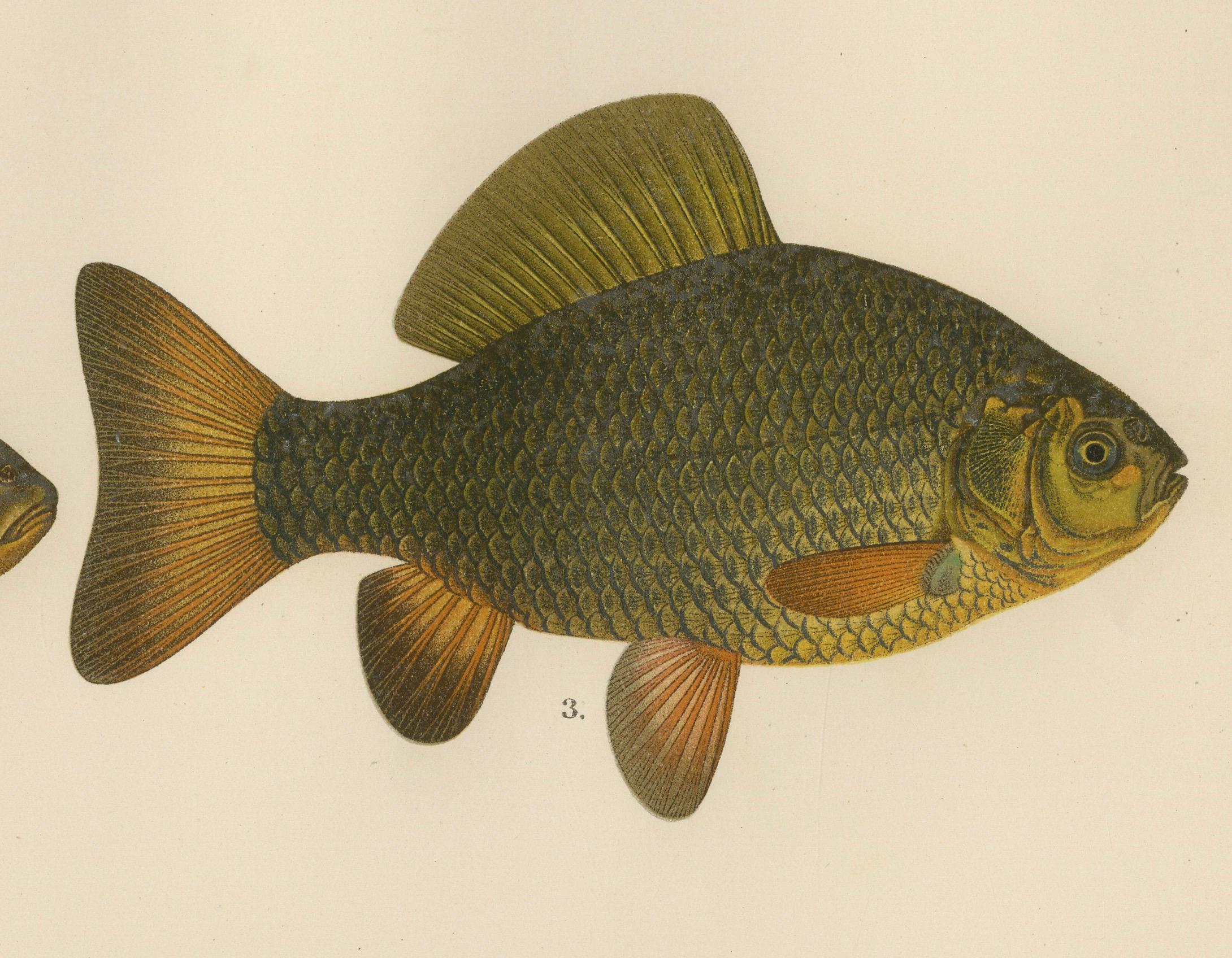 Late 19th Century Wels Catfish and Crucian Carp - Iconic Scandinavian Freshwater Fish Lithograph For Sale
