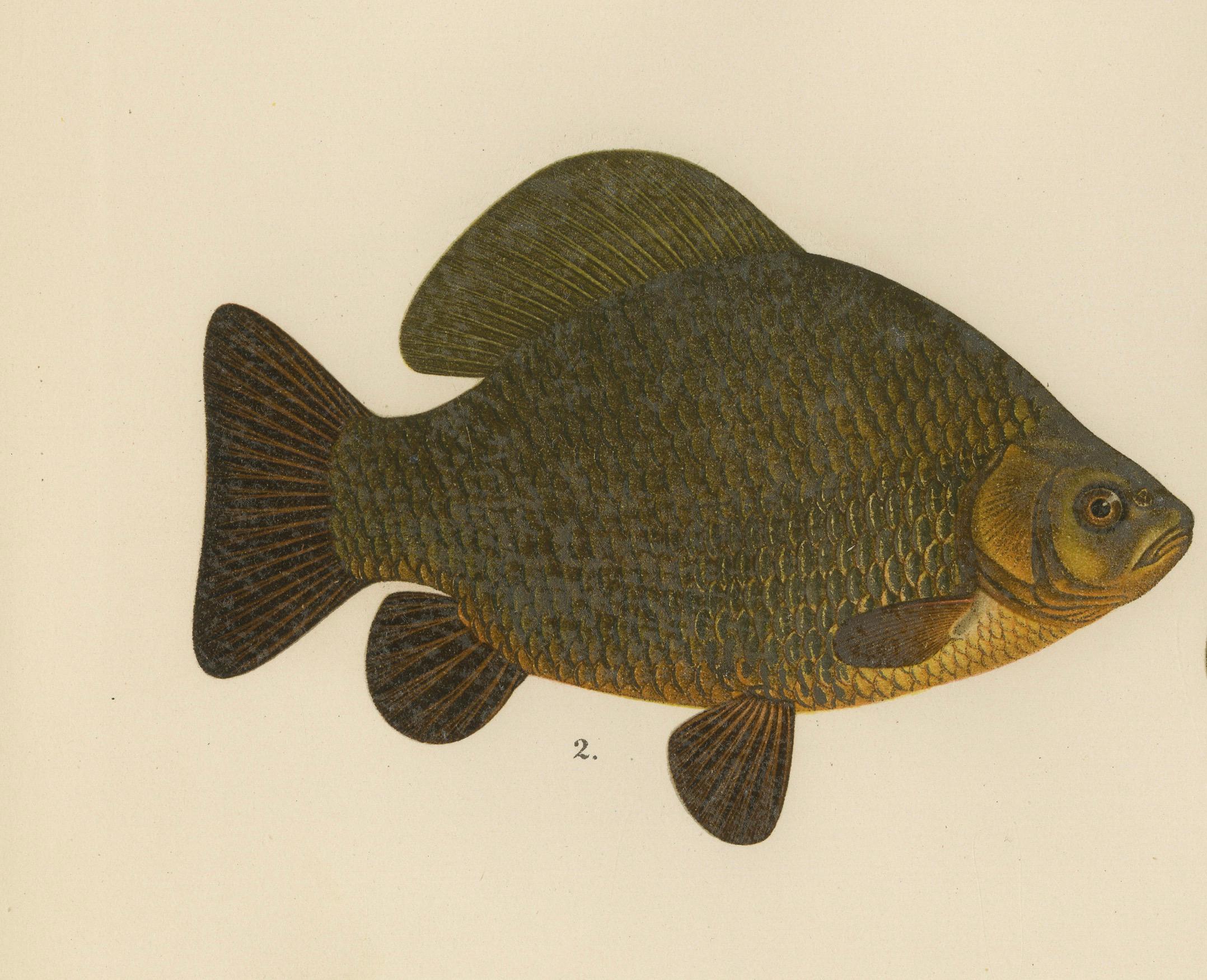 Paper Wels Catfish and Crucian Carp - Iconic Scandinavian Freshwater Fish Lithograph For Sale