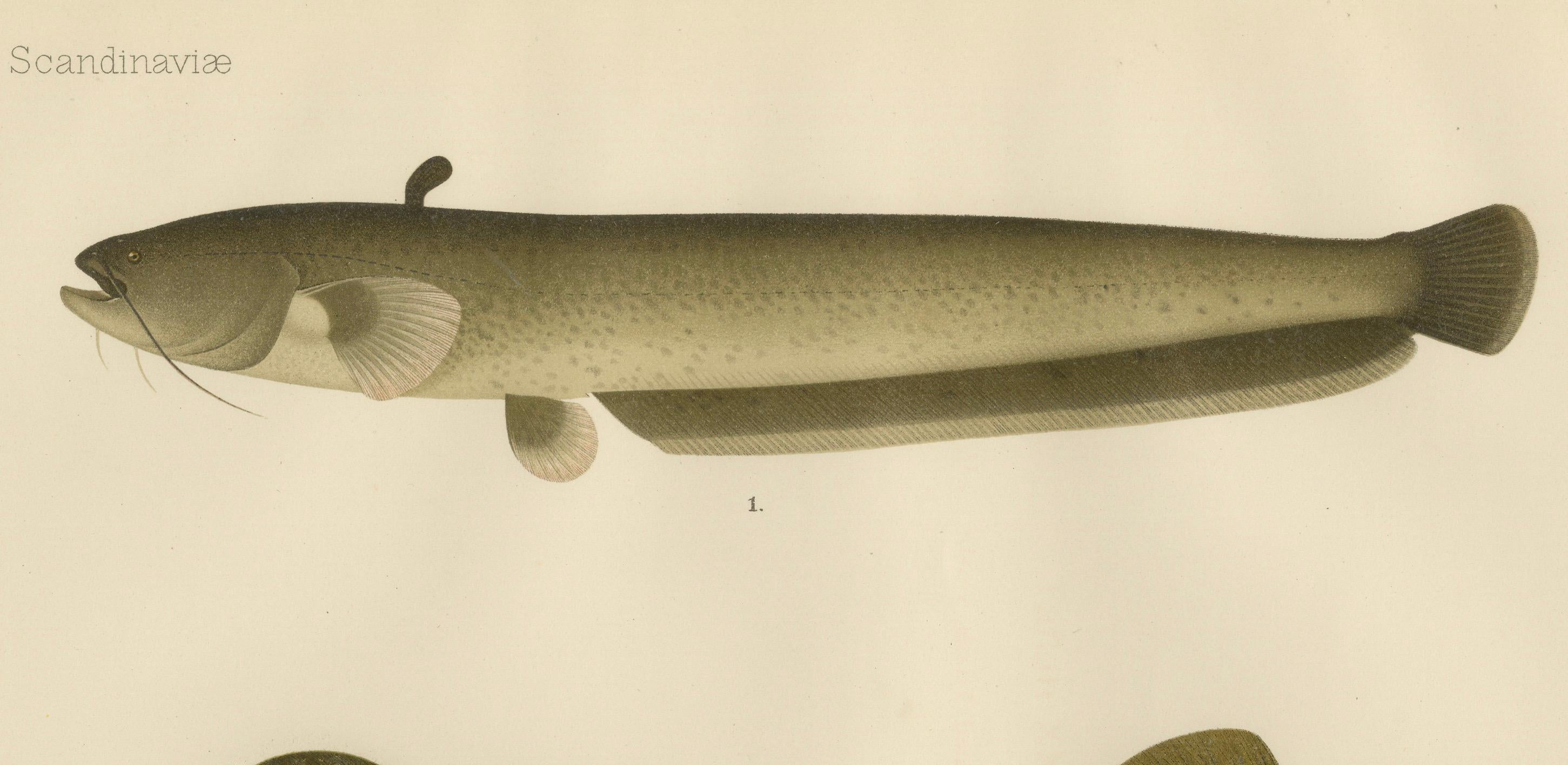 Wels Catfish and Crucian Carp - Iconic Scandinavian Freshwater Fish Lithograph For Sale 1