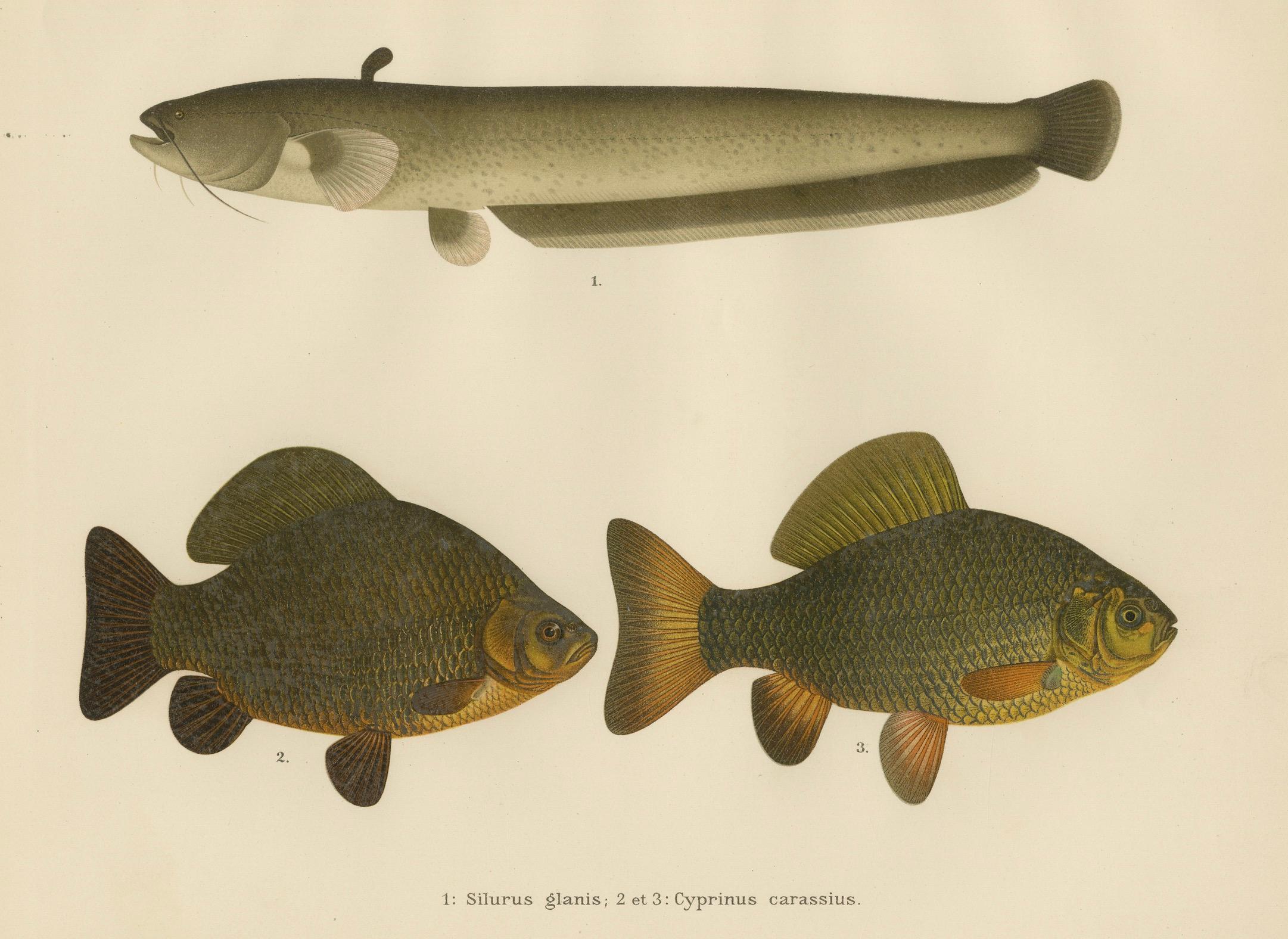 Wels Catfish and Crucian Carp - Iconic Scandinavian Freshwater Fish Lithograph For Sale 2