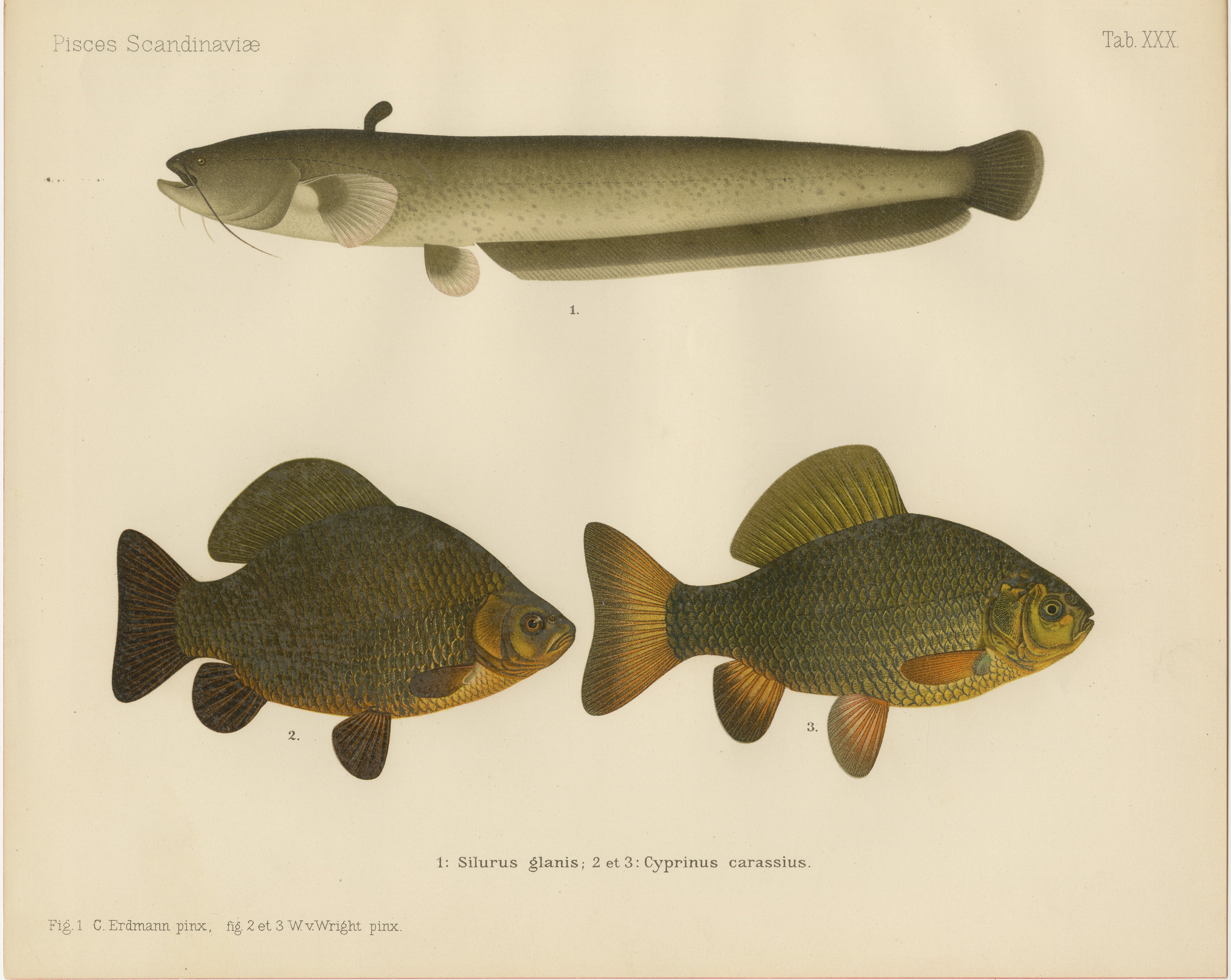Wels Catfish and Crucian Carp - Iconic Scandinavian Freshwater Fish Lithograph For Sale