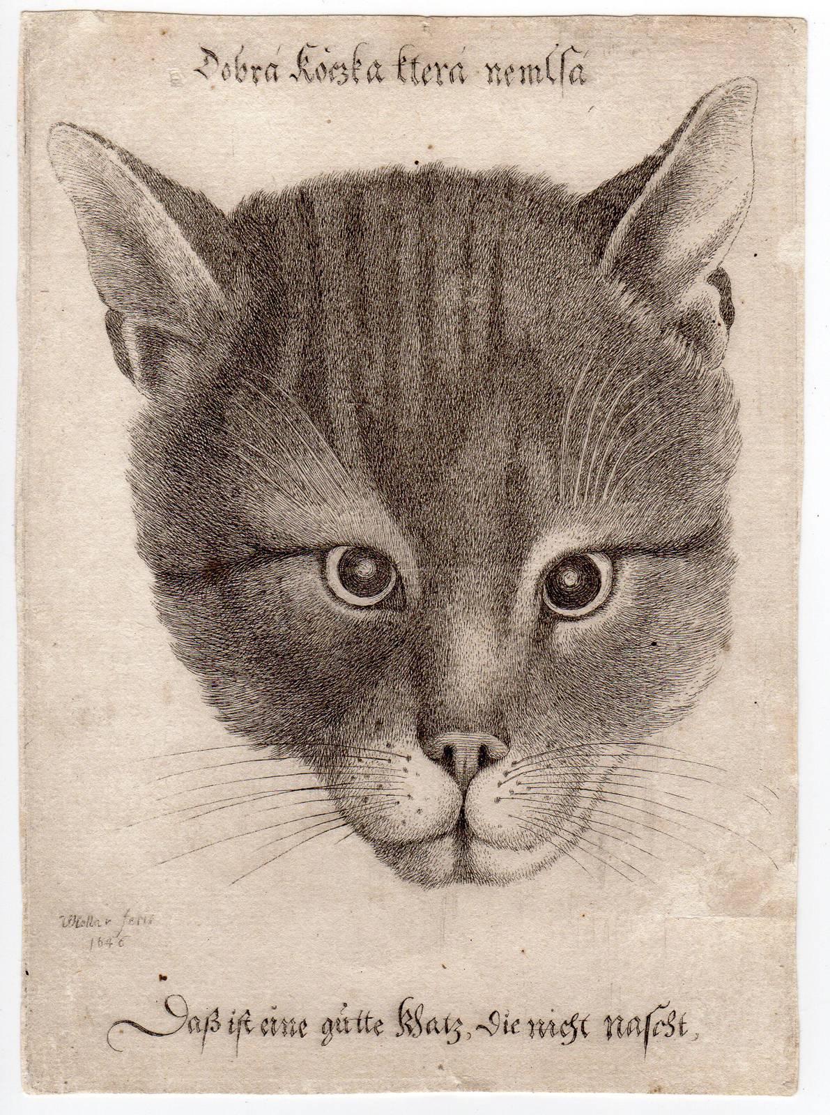 Wenceslaus Hollar Animal Print - Das ist eine gute Katze, die nicht nascht.