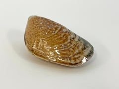 Coastal Mussels