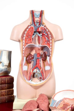 Westdeutsches Anatomisches Unisex-Modell, um 1950