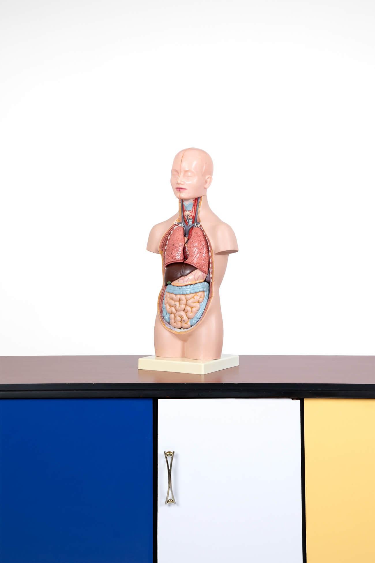 West German Unisex Anatomical Model, circa 1950 In Good Condition For Sale In Faversham, GB