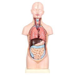 Modello anatomico unisex della Germania Ovest, circa 1950