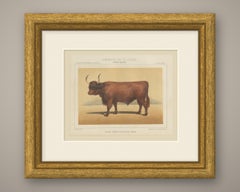 West Highland Ox, Scottish Cattle Chromolithograph by Olivier de Penne, 1863