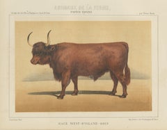West Highland Ox, Scottish Cattle Chromolithograph by Olivier de Penne, 1863