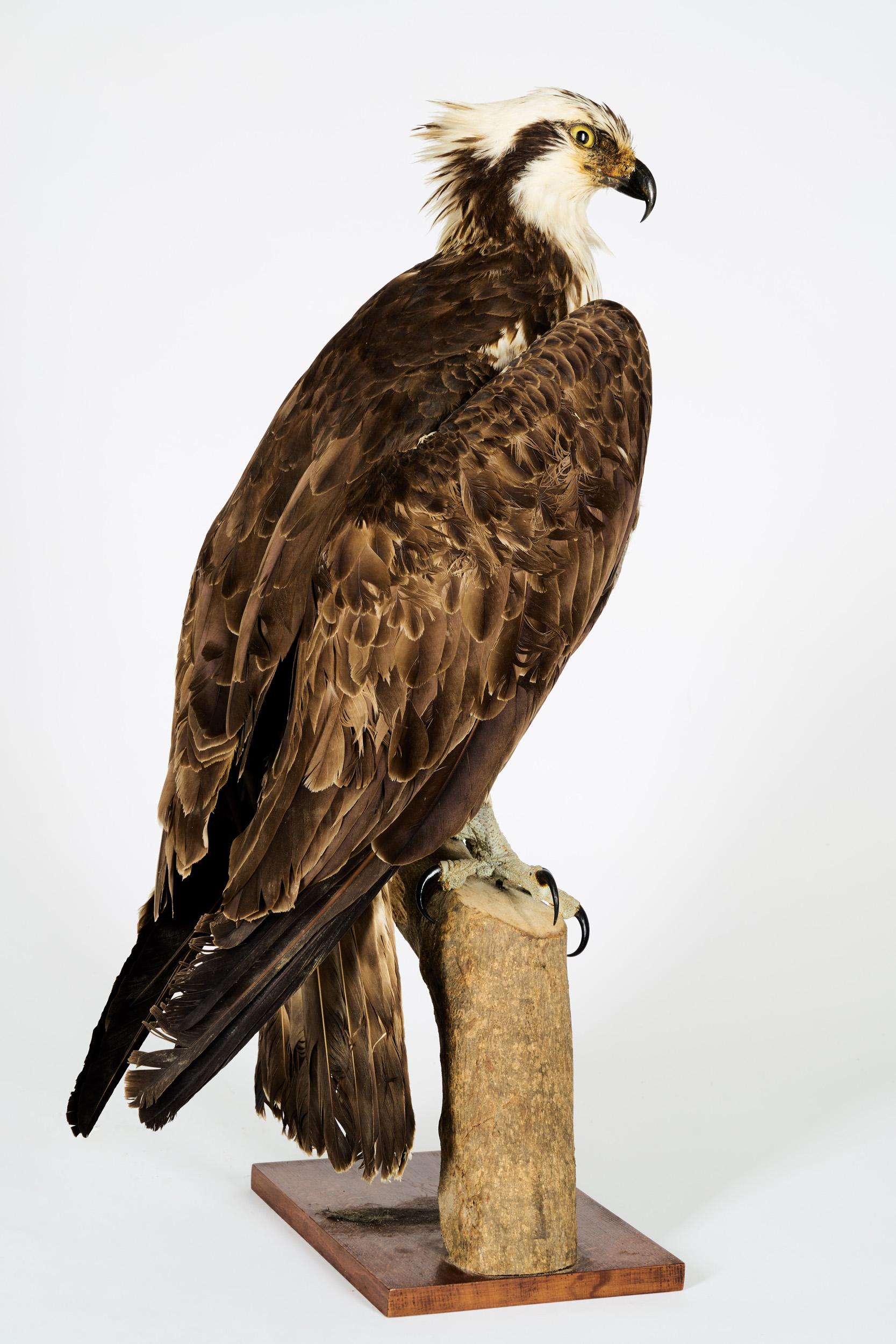Espagnol Westerne Osprey ou Hawk Haliaetus 'Pandion Haliaetus', Cites II/A dd 10/03/2 en vente