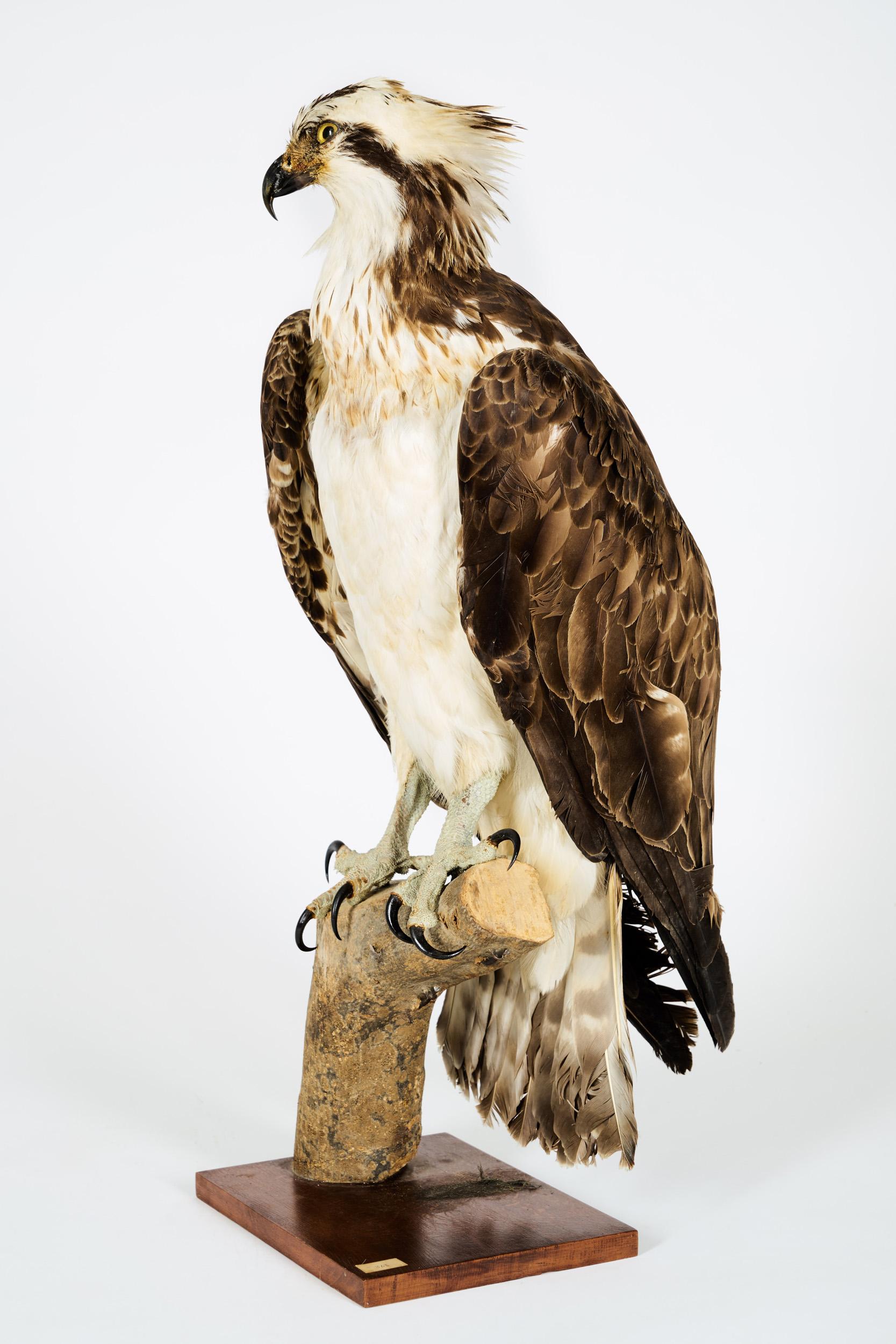 Fait main Westerne Osprey ou Hawk Haliaetus 'Pandion Haliaetus', Cites II/A dd 10/03/2 en vente
